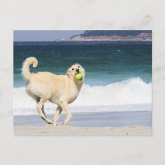 Postal Labradoodle - Feliz Día en la Playa