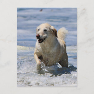 Postal Labradoodle - Izzy