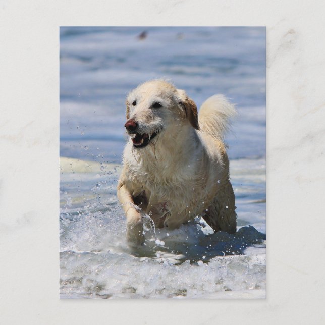 Postal Labradoodle - Izzy (Anverso)