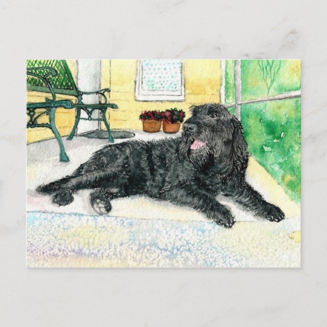 Postal Labradoodle negro (Anverso)