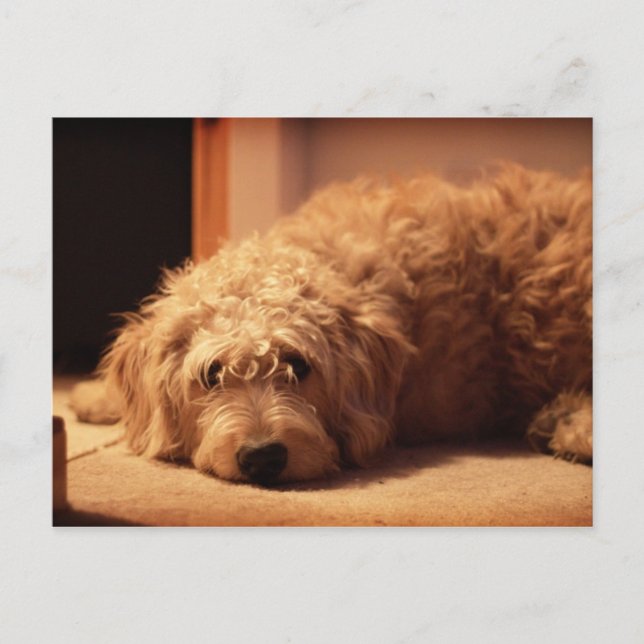 Postal Labradoodle Perro con aspecto triste (Anverso)