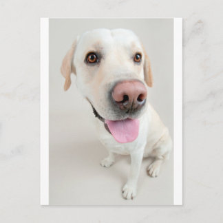 Postal labrador