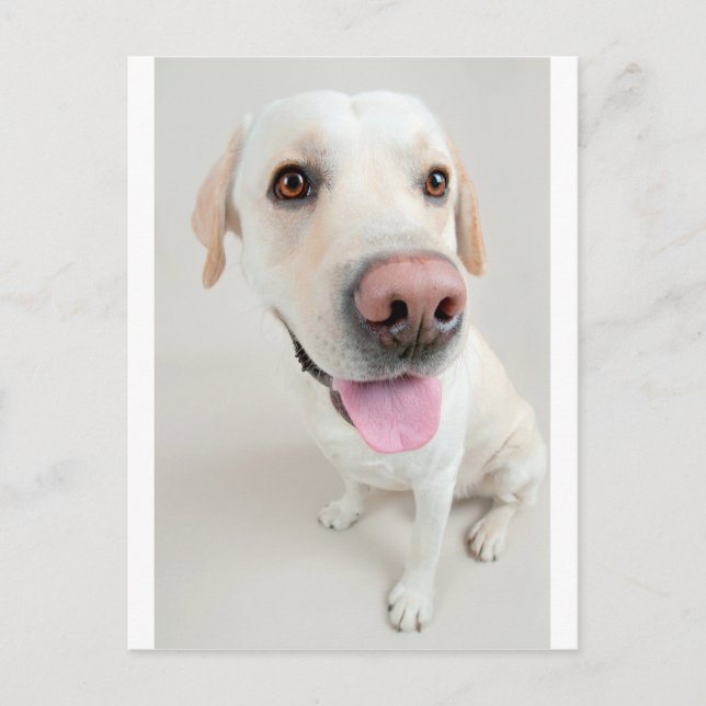 Postal labrador (Anverso)