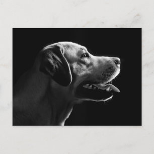 Postal labrador