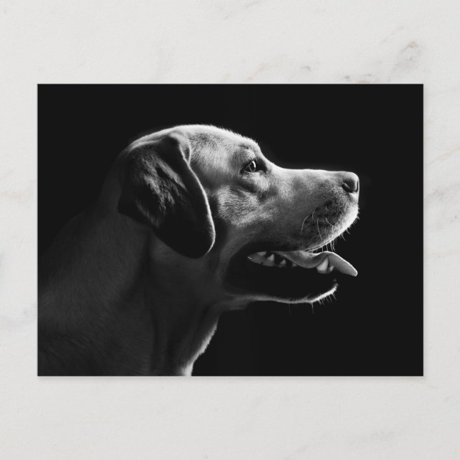 Postal labrador (Anverso)