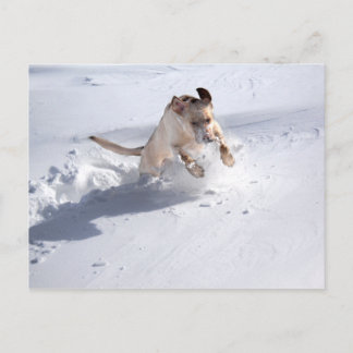 Postal Labrador amarillo en la nieve