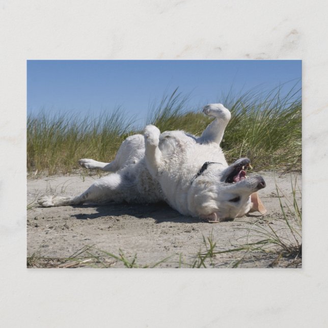 Postal Labrador amarillo recuperador (Anverso)