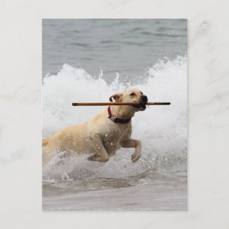 Postal Labrador - Amarillo - ¡Ve a buscar!