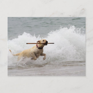 Postal Labrador - Amarillo - ¡Ve a buscar!