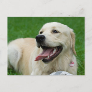 Postal Labrador amistoso con los dulces