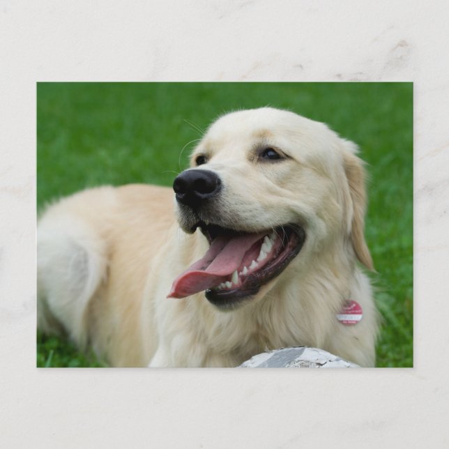 Postal Labrador amistoso con los dulces (Anverso)