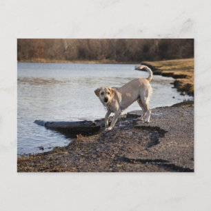 Postal Labrador blanco cerca de un lago