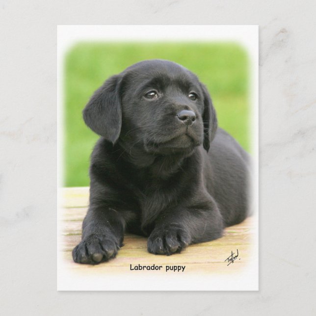 Postal Labrador cachorro 9Y267D-109
