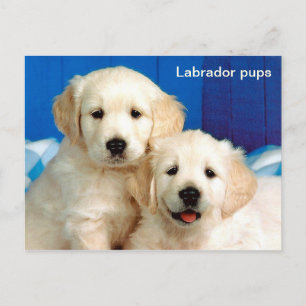 Postal Labrador cachorros