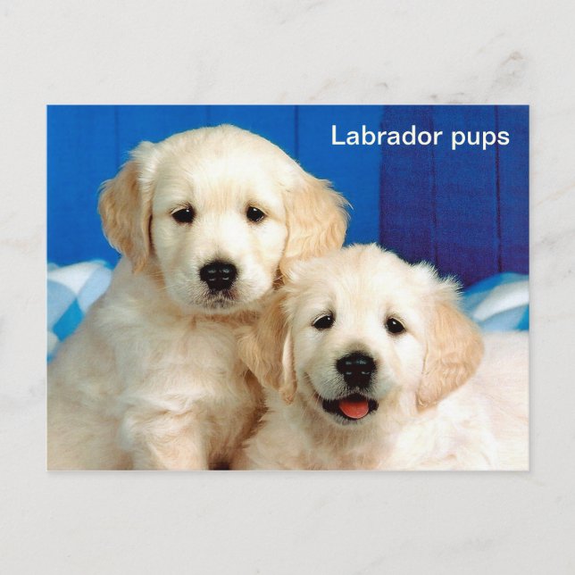 Postal Labrador cachorros (Anverso)
