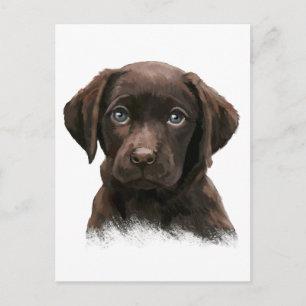 Postal Labrador Chocolate