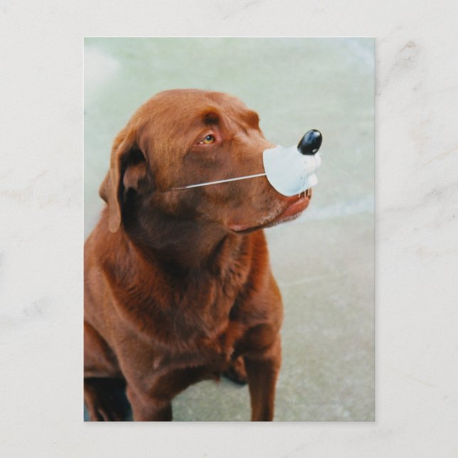 Postal Labrador de chocolate con nariz falsa (Anverso)