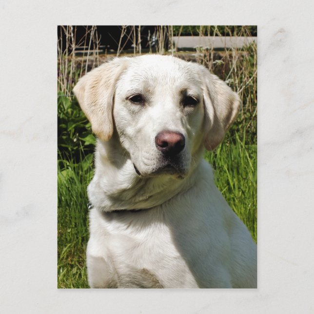 POSTAL LABRADOR DOG (Anverso)