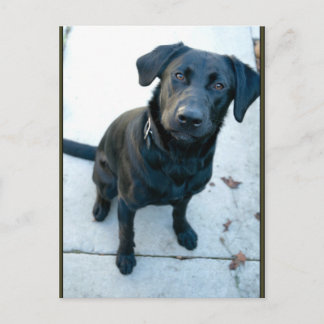 Postal Labrador negro