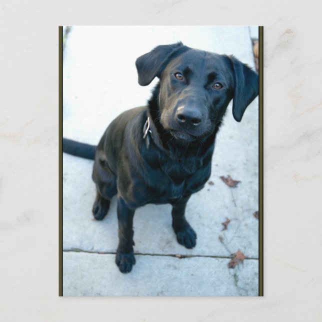 Postal Labrador negro (Anverso)