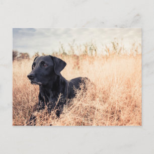Postal Labrador negro en hierba seca