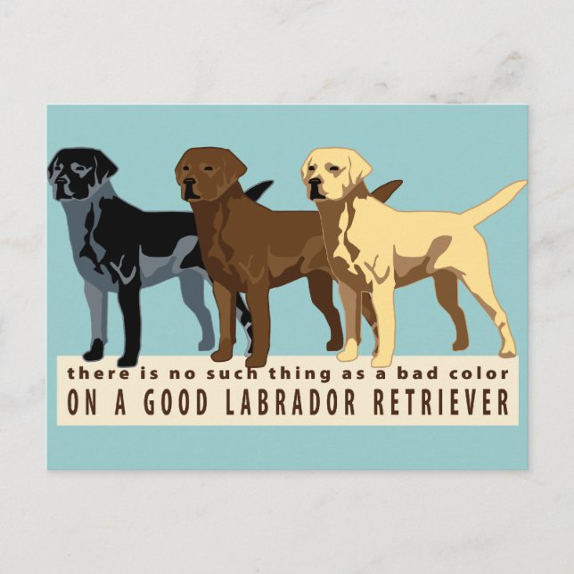 Postal Labrador Recuperador 3 colores (Anverso)