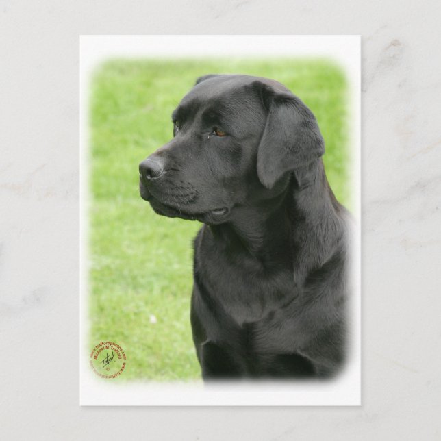 Postal Labrador Recuperador 9Y053D-144 (Anverso)