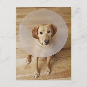 Postal Labrador recuperador con cono alrededor de su cuel