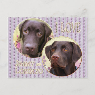 Postal Labrador Recuperador Postkarte