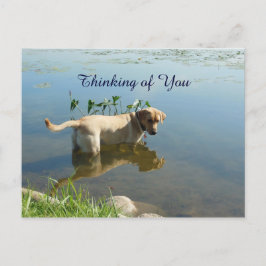Postal Labrador reflexiona sobre ti