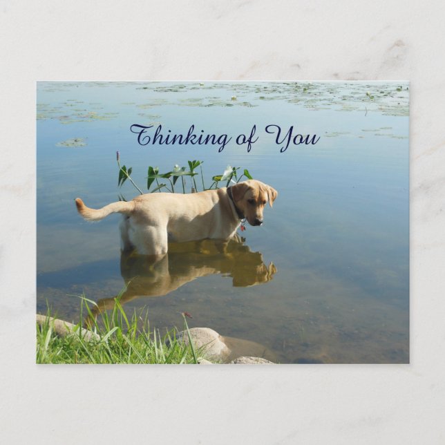Postal Labrador reflexiona sobre ti (Anverso)