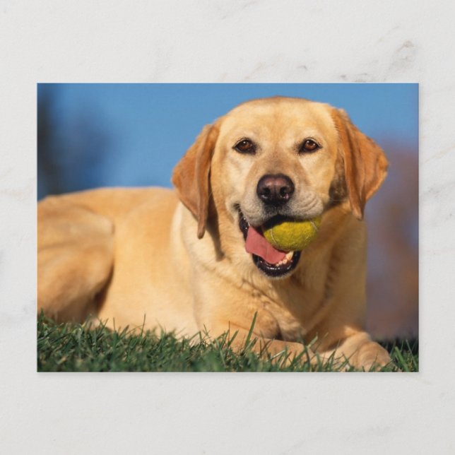 Postal Labrador Retriever (Anverso)