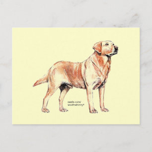 Postal Labrador Retriever