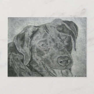 Postal Labrador Retriever