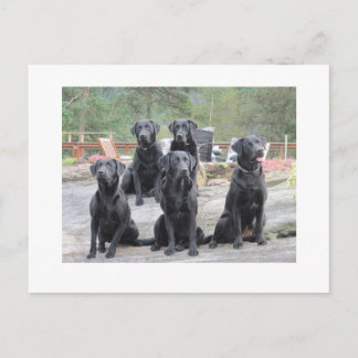 Postal Labradores de Noruega
