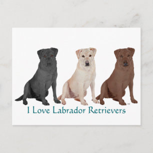 Postal Labradores Retriever - 3 Colores para Amar