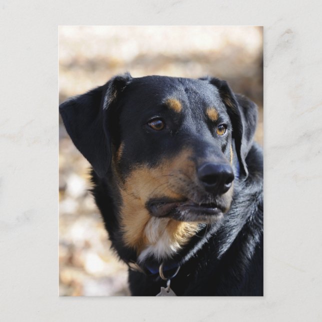Postal Labrottie (mezcla Labrador Rottweiler) (Anverso)