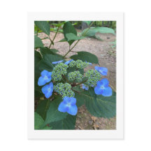 Lacecap azul intenso Hydrangea