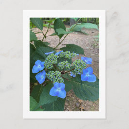 Postal Lacecap azul intenso Hydrangea