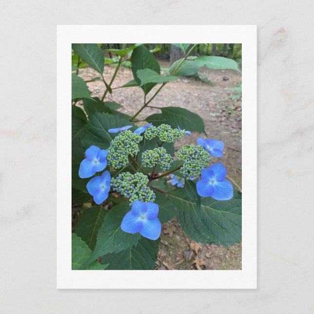 Postal Lacecap azul intenso Hydrangea (Anverso)