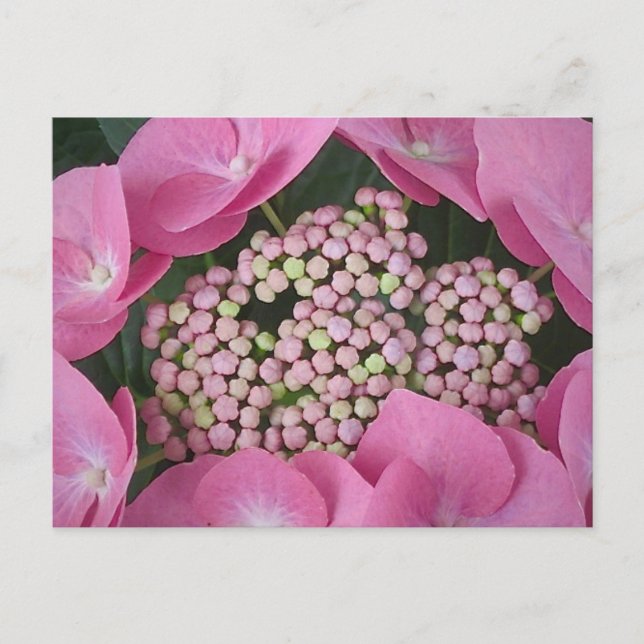 Postal Lacecap Hydrangea Postcard (Anverso)