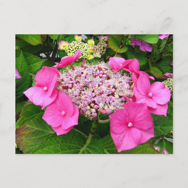 Postal Lacecap Hydrangea Postcard (Anverso)