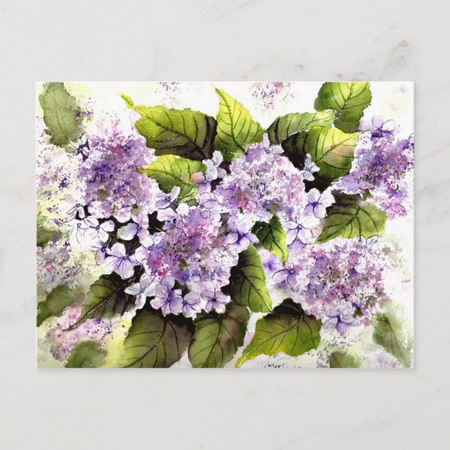 Postal Lacecap Hydrangeas (Anverso)
