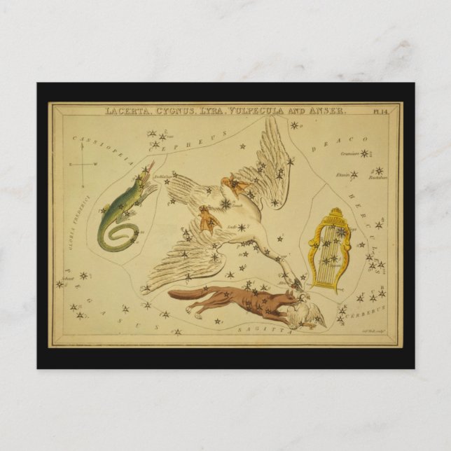 Postal Lacerta, Cygnus, Lyra, Vulpecula y Anser (Anverso)