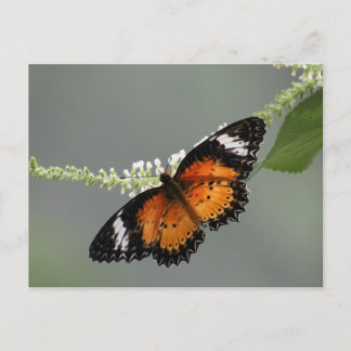 Postal Lacewing del leopardo