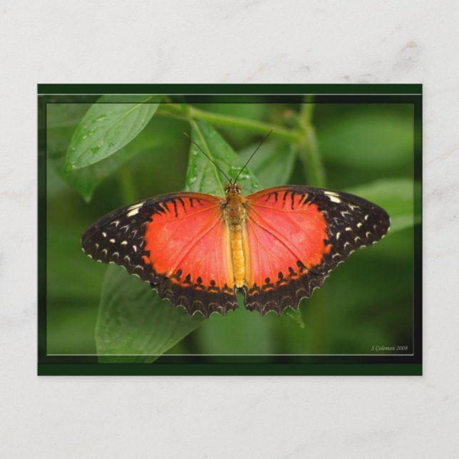 Postal Lacewing rojo (Anverso)