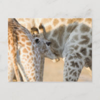 Lactancia de ternera de jiraffa camelopardalis,