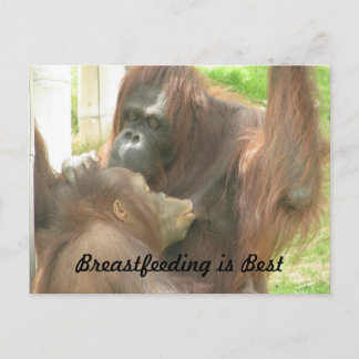 Postal Lactancia materna de Orangutan