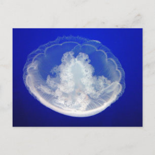 Postal Lacy Moon Postcard