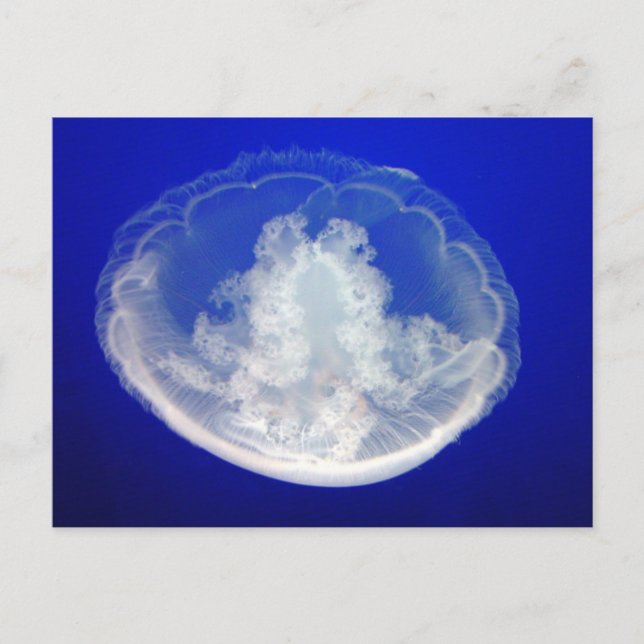 Postal Lacy Moon Postcard (Anverso)